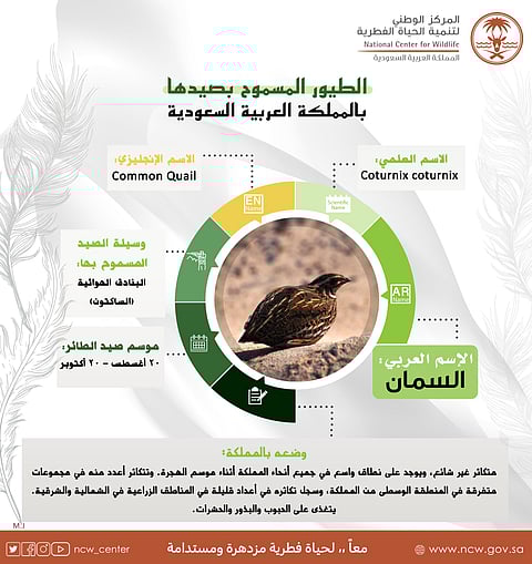 الحياة الفطرية: "السمان" من الطيور المسموح بصيدها هذه الأيام
