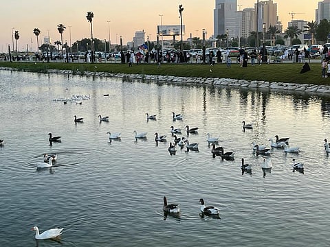 بالصور .. ماذا تعرف عن "بحيرة البط والأوز" بكورنيش الخبر؟