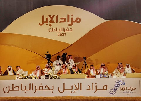 إدارة مزاد حفر الباطن للإبل: تشكيل لجنة لتقييم النشاط الاقتصادي للمشاركين "السيدا"