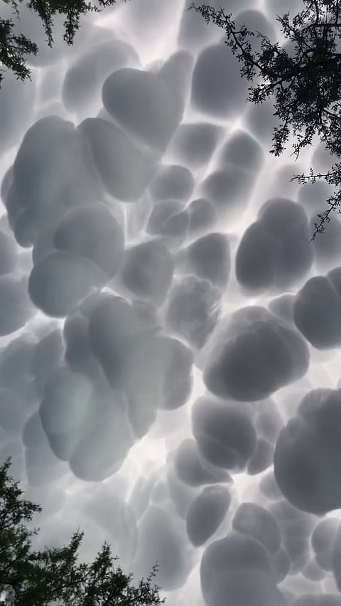 بالفيديو.. ظهور "الماماتوس" في سماء الأرجنتين