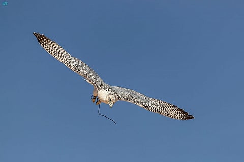 صقارون دوليون يعتبرون مهرجان الملك عبدالعزيز ملتقى اجتماعيًا ثقافيًا حافلًا بالخبرات