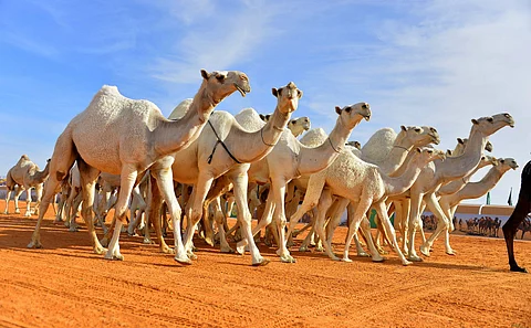 خصائص الإبل وألوانها.. الوضح أشهر المغاتير والمجاهيم أغزرها حليبًا