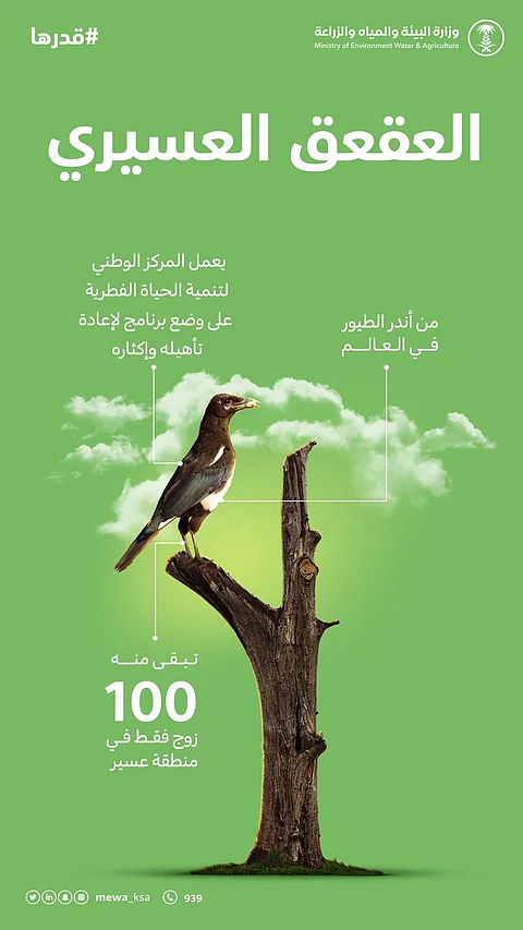 غرامة صيده 100 ألف ريال.. "العقعق العسيري" أندر الطيور بالعالم