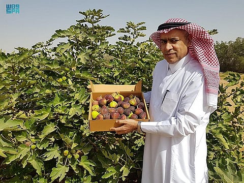 صندوق فاخر بـ12 ريالًا.. "تين وادي الدواسر".. فوائد لك وتحد للمستورد