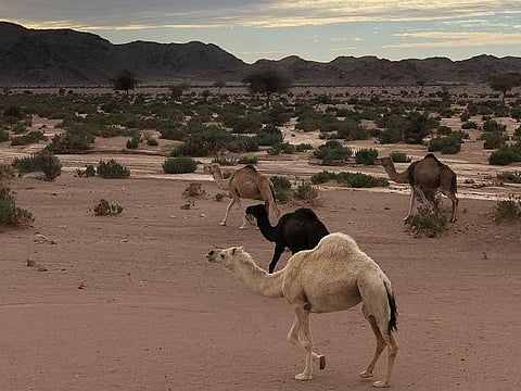 "الكريزية" أيقونة التنزه والرعي بـ "حناكية المدينة".. والمصير في مهب الريح