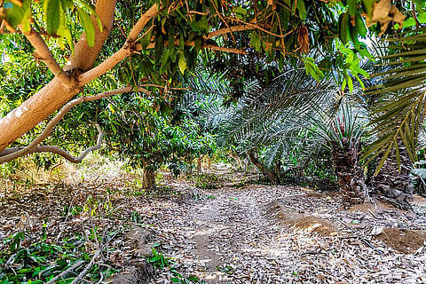 رمان وللزيتون قصة.. "محاصيل الباحة" لوحة زراعية جذابة يلمحها المُقبل