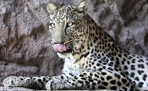 اعتبارًا من اليوم.. النمر العربي على خارطة اهتمامات برامج البيئة في المملكة