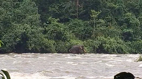 Wild elephant caught in Vazhachal river Thrissur