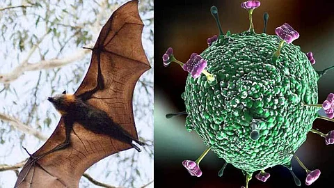 nipah