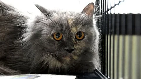 Chinese Man Offers Life Savings To Any Stranger Willing To Care For His Cat