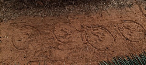 बाध के पंजे के निशान से फैली दहशत