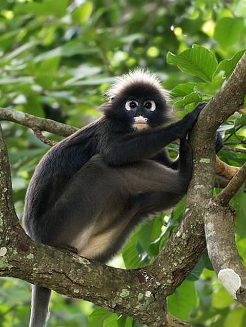 कोलकाता एयरपोर्ट पर थाई बंदरों की तस्करी नाकाम, तस्कर गिरफ्तार