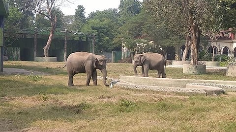 गर्मी के प्रकोप से बचाने के लिए अलीपुर जू ने उठाए अहम कदम