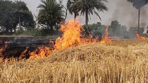 आग में जलती पकी फसलें