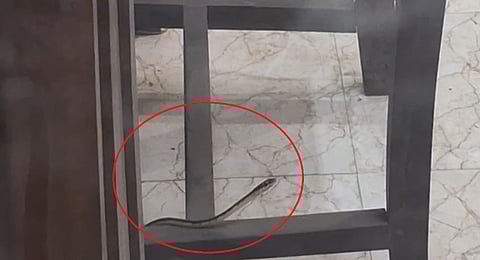 सांप की तस्वीर