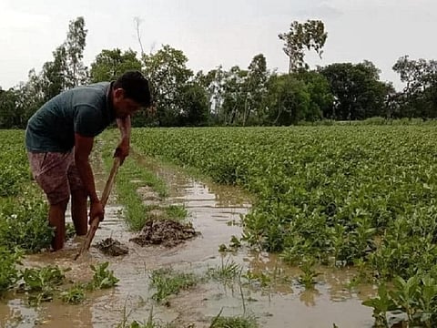 भारी बारिश से डिगलीपुर में उड़द और मूंग की फसल बर्बाद
