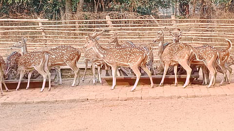 जंगली जानवरों के लिए ओआरएस की व्यवस्था