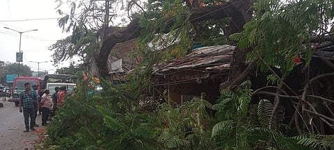 दुकान पर गिरा हुआ पेड़