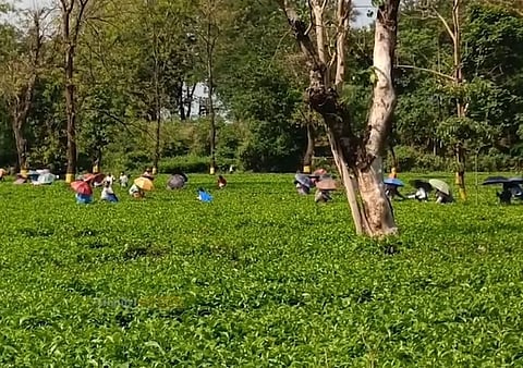 दार्जिलिंग की 2 चाय बागानों समेत 3 का प्रबंधन शुरू किया बगरिया ग्रुप ने