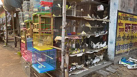 खुले आम बिक्री हो रही है संरक्षित वन्य पक्षी