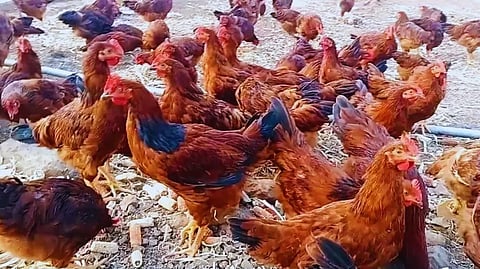 मुर्गी पालन को बढ़ावा देने के लिए वनराज चूजे वितरित