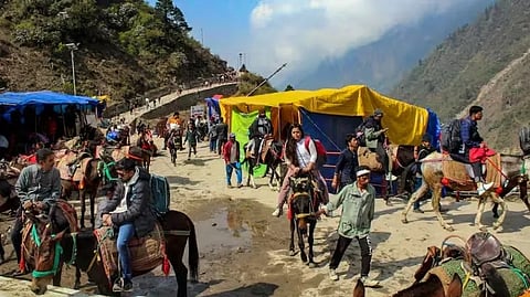 केदारनाथ पैदल मार्ग पर 2 दिन में 14 घोड़े-खच्चरों की मौत