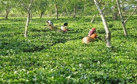 चाय बागान में श्रमिक महिला पर तेंदुए ने किया हमला, गंभीर रूप से जख्मी