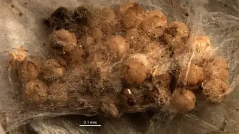 डीएनए मेटाबार कोडिंग से मकड़ी-परजीवी संबंधों का हुआ खुलासा