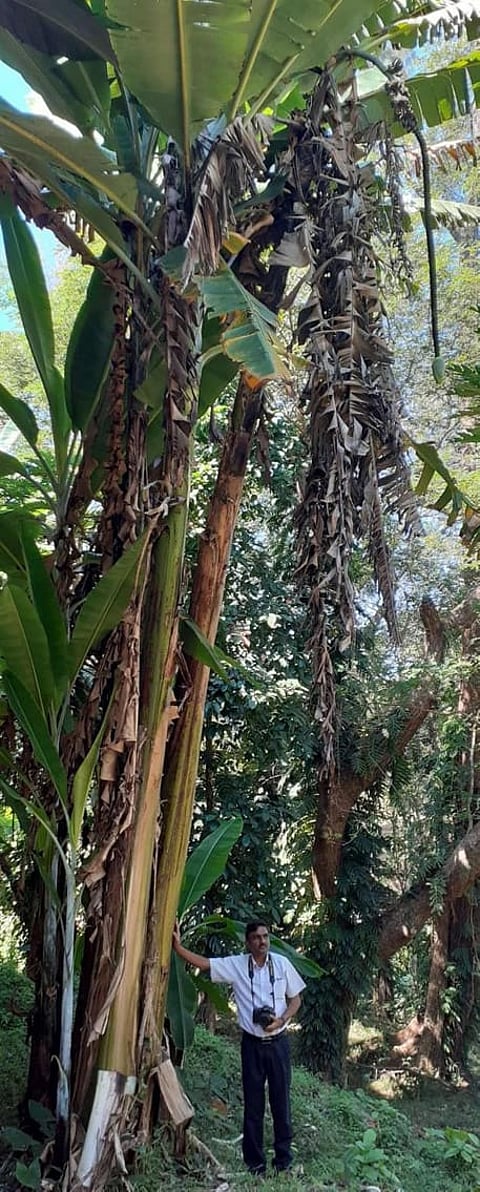 अंडमान के जंगलों में दुनिया का सबसे लंबा केला का फल पाया गया