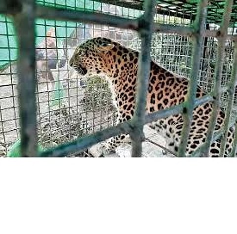 कर्सियांग बाईपास क्षेत्र में तेंदुए का आतंक, देर रात तक वन कर्मियों ने की गश्त