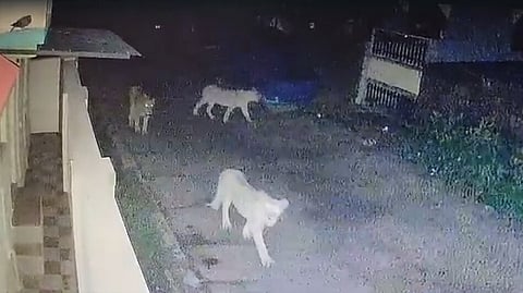 गिर में रिहायशी इलाकों में घूमते शेर