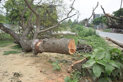 आर्किड की विभिन्न प्रजातियों को एकत्र कर जीवित पेड़ों में किया प्रत्यारोपण