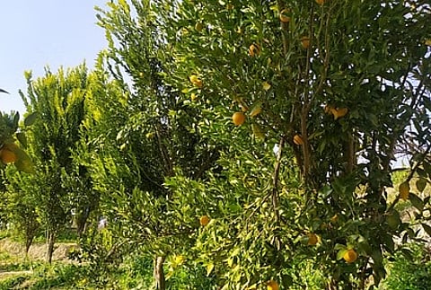 मिरिक बस्ती क्षेत्र के मंदारिन संतरा किसानों के लिए एक दिवसीय प्रशिक्षण शिविर आयोजित