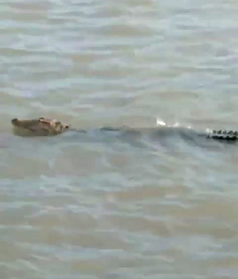 गंगा में मगरमच्छ देखे जाने से लोगों में खौफ