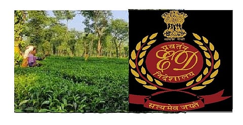 डुअर्स के चाय बागानों में ईडी की छापेमारी
