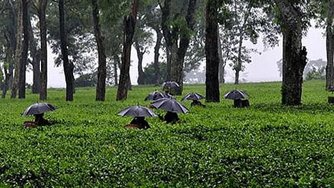 इस्लामपुर में लिमटेक्स चाय बागान को बेचने का आरोप