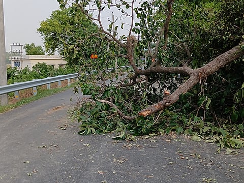 राष्ट्रीय राजमार्ग पर आधी-तूफान में पेड़ गिरने से घंटों बाधित रहा यातायात