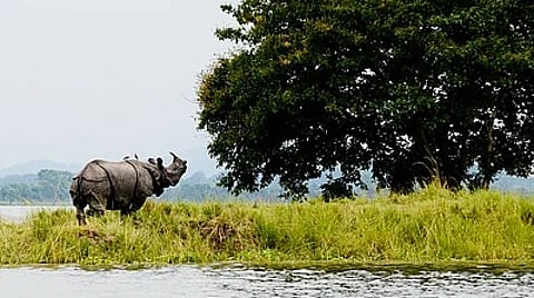 कोर्ट की रोक के बावजूद विश्व धरोहर काजीरंगा के पास अवैध खनन बढ़ा : सीईसी