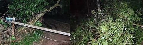 दांतन के दो गांव में चक्रवाती तुफान से उखड़े पेड़ व बिजली का खंभा