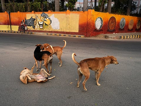 MP : मंदसौर में आवारा कुत्तों के झुंड ने बच्चे को मार डाला