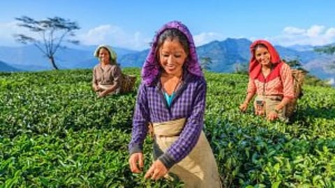 उत्तरकन्या में चाय व्यवसायी संगठनों के प्रतिनिधियों की बैठक