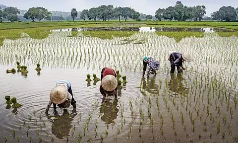 नागालैंड के किसान धान की रोपनी करते हुए