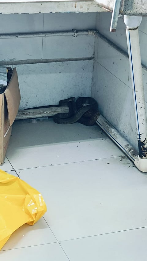 अस्पताल में घुसा जहरीला सांप