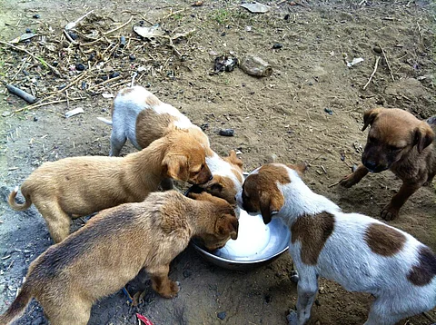 kolkata, bengal, dogs, feeding, students, schools
