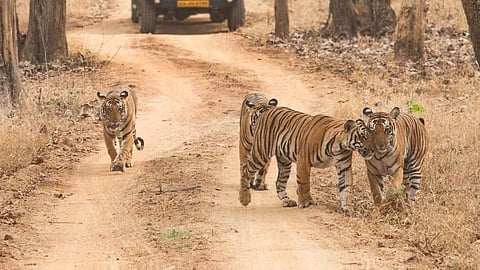 सरिस्का टाइगर रिजर्व