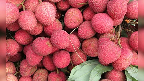 पहली बार भारत ने दुबई, दोहा को किया लीची का निर्यात