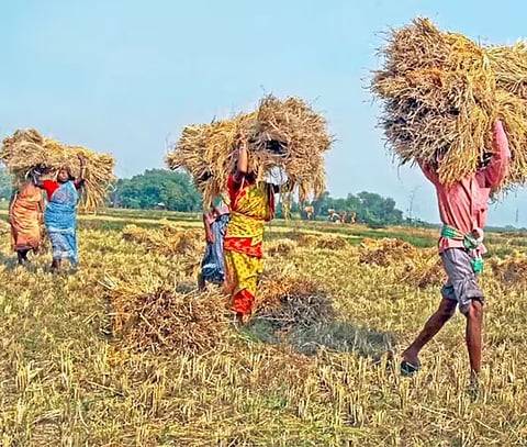 धान उत्पादन में बंगाल का शीर्ष स्थान बरकरार