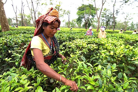 Tea garden worker