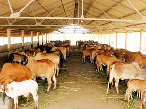सभी मंदिरों में हों गौशाला, सनातन धर्म की शिक्षा देने वाली संस्था