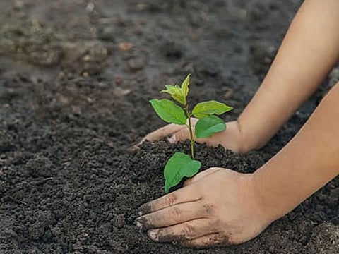 राज्यभर लगेंगे 36 लाख पौधे, मेंटेनेंस पर भी नजर